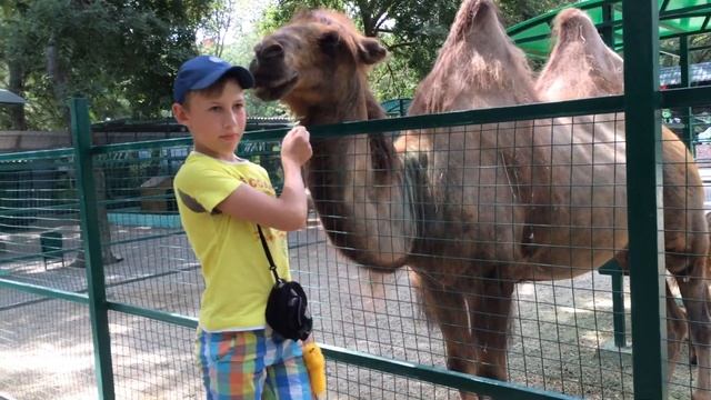 Верблюд Вася смотреть онлайн