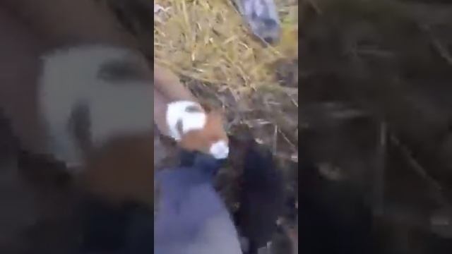 Зачетное видео!!!!!!!! Молодец мужик!!!!!! смотреть онлайн