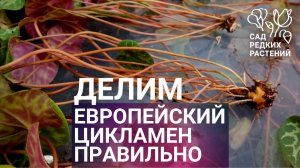 Делим куст альпийской фиалки \ европейского цикламена. Обновленная методика размножения!