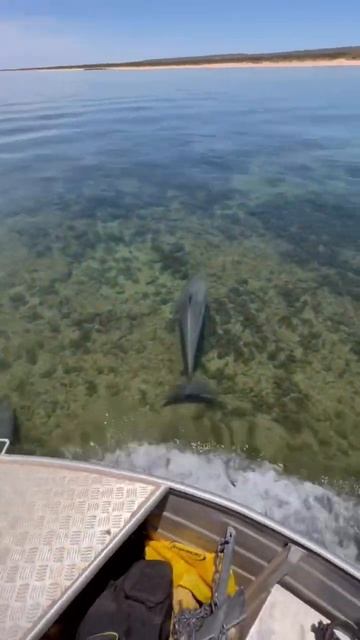 Amazing Dolphin interaction 😍🤟 #shorts #fishing #dolphins смотреть онлайн