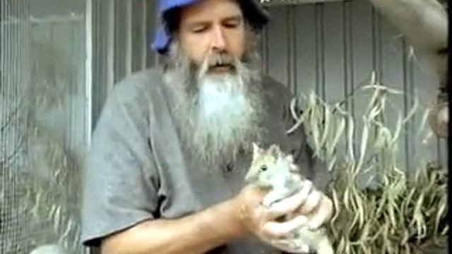 Quoll смотреть онлайн