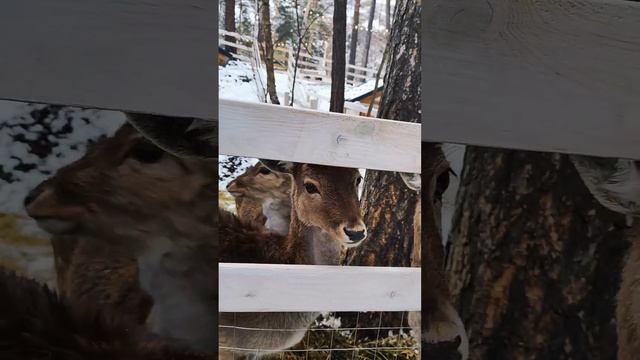 Парк Альпак / Чегет, Эльбрус, Кабардино-Балкарская Республика. смотреть онлайн