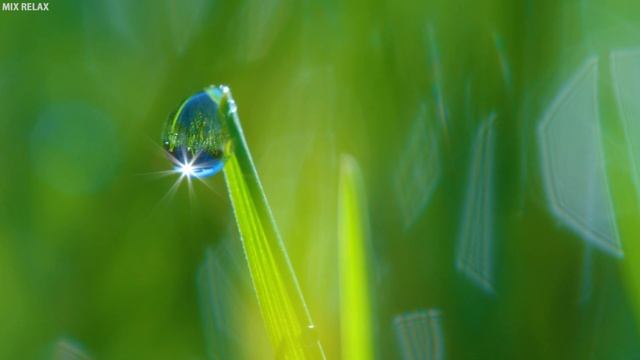 Sokin Musiqa Asabni Tinchlantiruvchi Video Qushlar Ovozi | Звук дождя для нежный сон