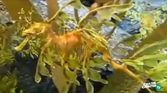 SEAHORSE SONG FOR KIDS | Under the Sea Songs | Animal Songs | Kids Songs | Creation Connection смотреть онлайн