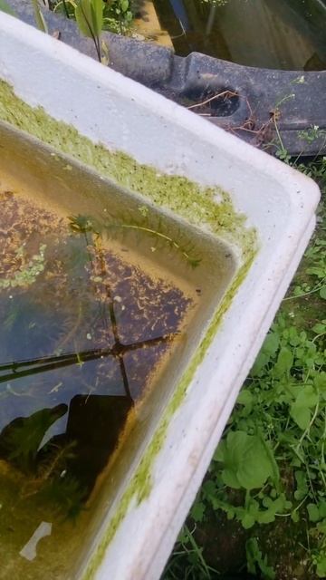 Cherry shrimp 🍤 over wintered in a polystyrene box in the Poly-tunnel, with water louse and a leach смотреть онлайн