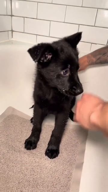 Cali first bath🥰 #foryou #shorts #youtubeshorts смотреть онлайн
