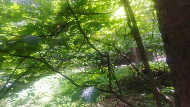 Беличья 🐿️кормушка! смотреть онлайн