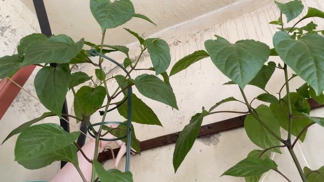 Что растет у меня на балконе (середина июня 2023)