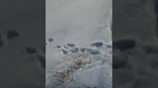 Проверка петель на зайца смотреть онлайн
