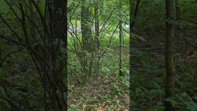 Белка в лесу смотреть онлайн