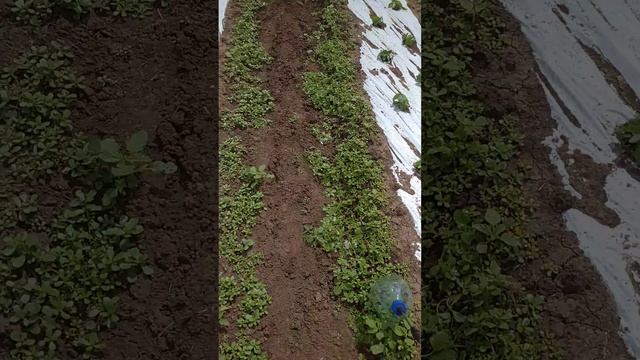 Мульча.Опрыскивание травы вдоль мульчи. 4 смотреть онлайн