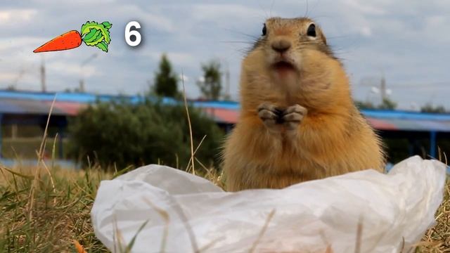Суслик добрался до морковки (о.Татышев, г.Красноярск) смотреть онлайн