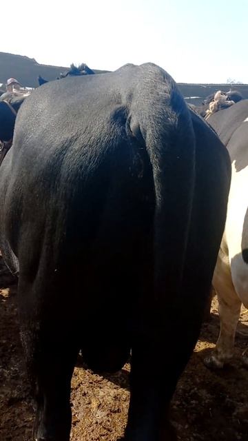 молбозор худжанд бык порода черное пестрый и абердин ангус смотреть онлайн