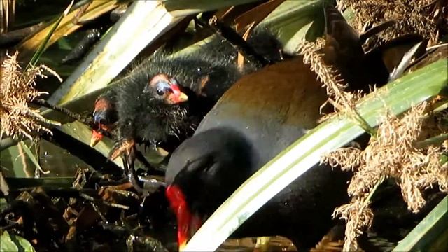 2020 8 03 ДЕТКИ КАМЫШНИЦЫ РАЗМАХИВАЮТ СВОИМИ КРЫЛЫШКАМИ ЛАПКАМИ смотреть онлайн