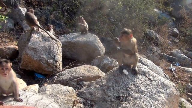 ХАМПИ ! Банда мартышек смотреть онлайн