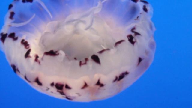Purple-Striped Jelly SlowMix, Chrysaora Colorata, Monterey Bay Aquarium, Monterey, California, USA смотреть онлайн