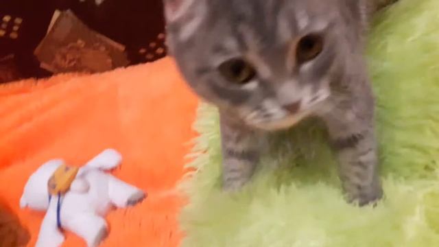 Моя бусенка очень игривая! смотреть онлайн