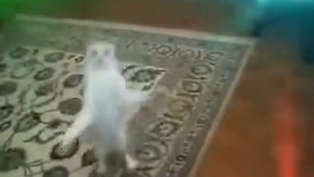 pussy pussy video смотреть онлайн