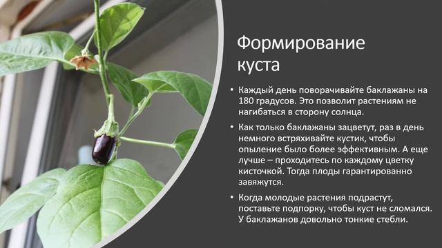 Огород на подоконнике