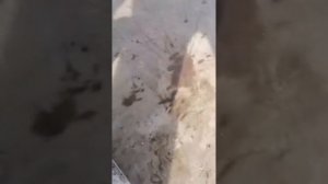 Замена распредвала Cummins 2.8 газель не снимая двигатель