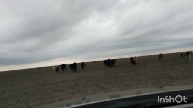 Корова растелилась,скот разбрёлся . смотреть онлайн