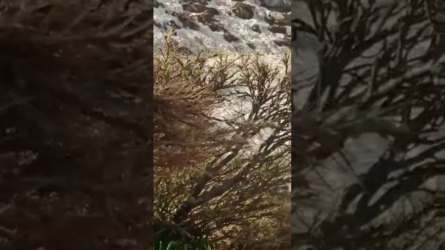 keklik sesi dinle, izle ) слушать звук куропатки )استمع إلى صوت الحجل смотреть онлайн