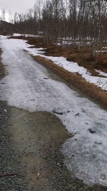 #arcticlife #alaskahusky #husky #valp смотреть онлайн