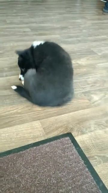 Чика РЕЛ 1,5 месяца смотреть онлайн