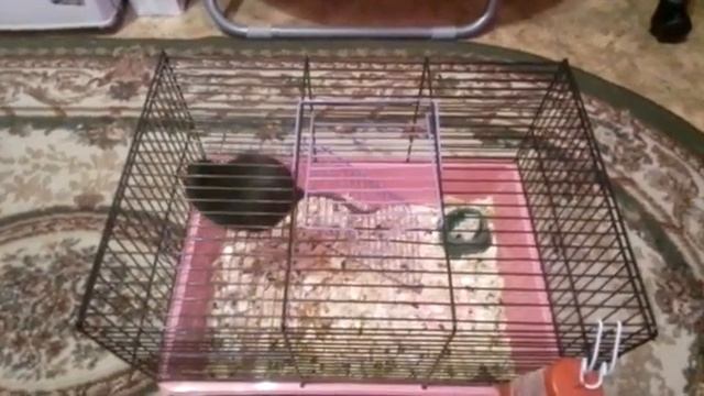 Жизнь моей крыски Луни смотреть онлайн