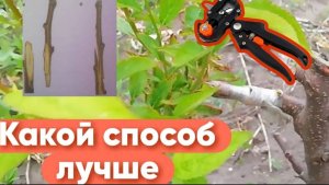 Какой Способ Прививки Алычи Оказался Эффективнее?