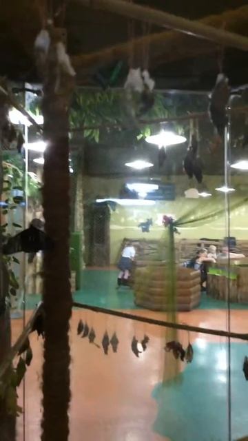 коконы и бабочки смотреть онлайн