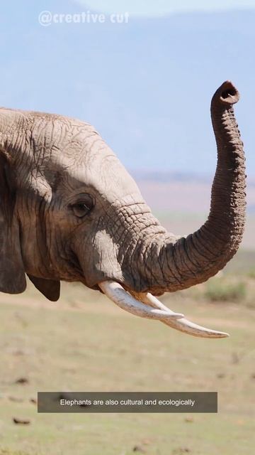 #short #nature #elephant #africa смотреть онлайн