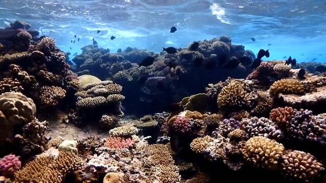 2018.07.02. - Akváruim | Flamenco Beach & Resort (Marsa Alam) смотреть онлайн