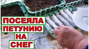 Посев ампельной петунии. Мой способ - на снег и в небольшие контейнеры.