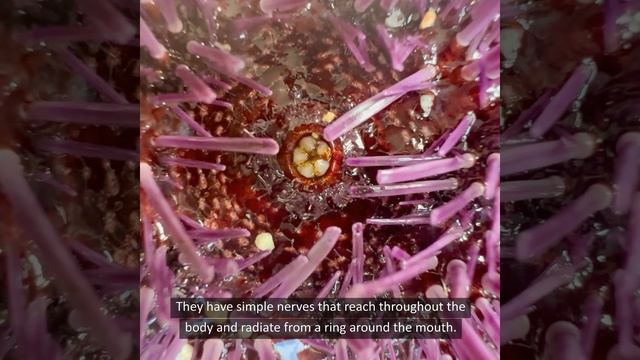 Sea Urchins Have Tentacles смотреть онлайн