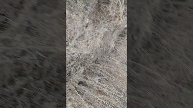 Охота на фазан, Охота на утка, Охота на гусья.👍 смотреть онлайн