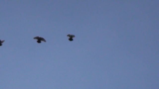 сплошные сизые 04 09 смотреть онлайн