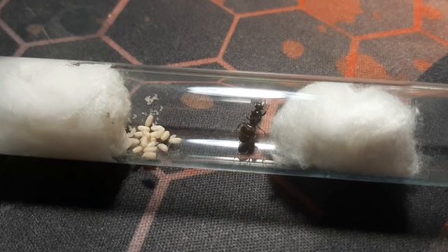 Матка Lasius niger.|Queen Lasius niger. смотреть онлайн
