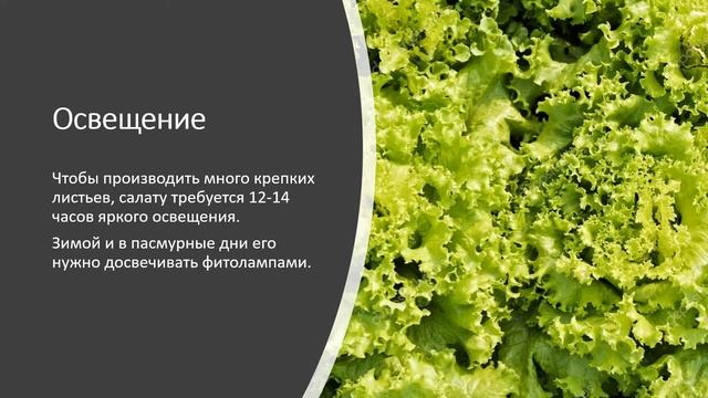 Огород на подоконнике