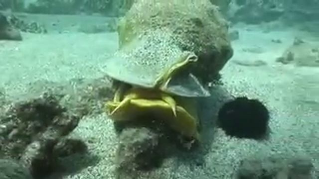 Cassis Cornuta, Hawaiian Helmet Shell