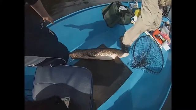MASSIVE NORTHERN PIKE смотреть онлайн