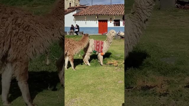 An afternoon with the Llamas. смотреть онлайн