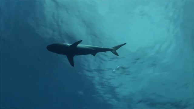 #thecuetube OceanDoc смотреть онлайн