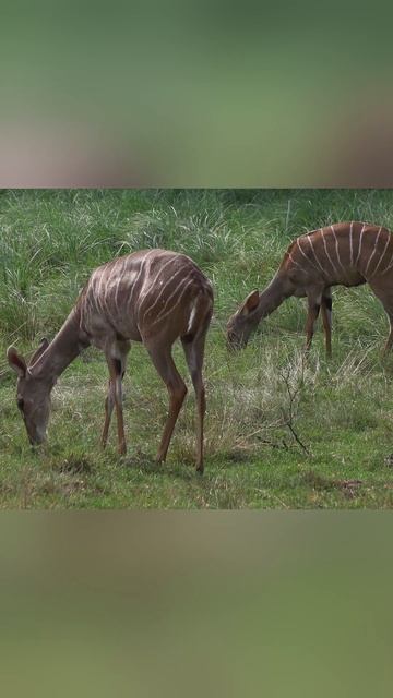 Peaceful Tranquil Lesser kudus смотреть онлайн