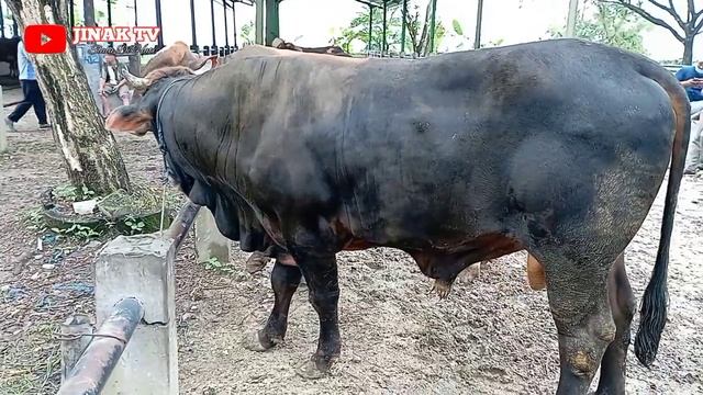 60 JUTA KURANG 300 RIBU DUA SAPI PEGON LEMON || PASAR SAPI WAGE PATI 17 JULI 2022 смотреть онлайн