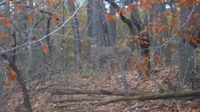 *::::::::::::::::graceful doe::::::::::::::::*XOXOX смотреть онлайн