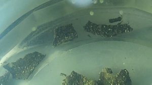 Как разводить дафнии МОИНА с яиц. Часть 1