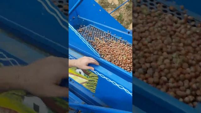 2020 sezonu findik patozu смотреть онлайн