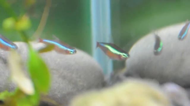 Обзор моего аквариума смотреть онлайн