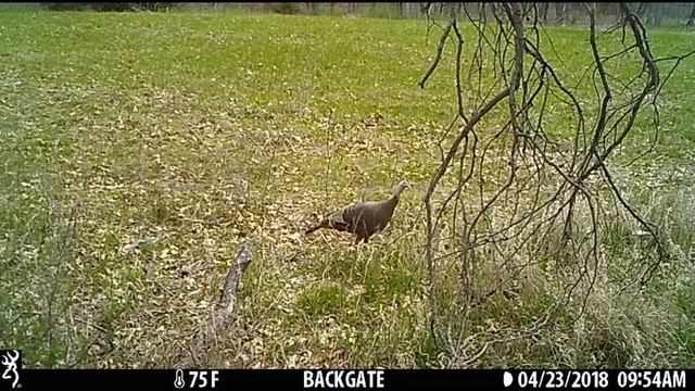 Field Camera Series Week 17 - Bloom is on смотреть онлайн